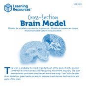 Learning Resources Cross-Section Brain Model Manuel D'instructions
